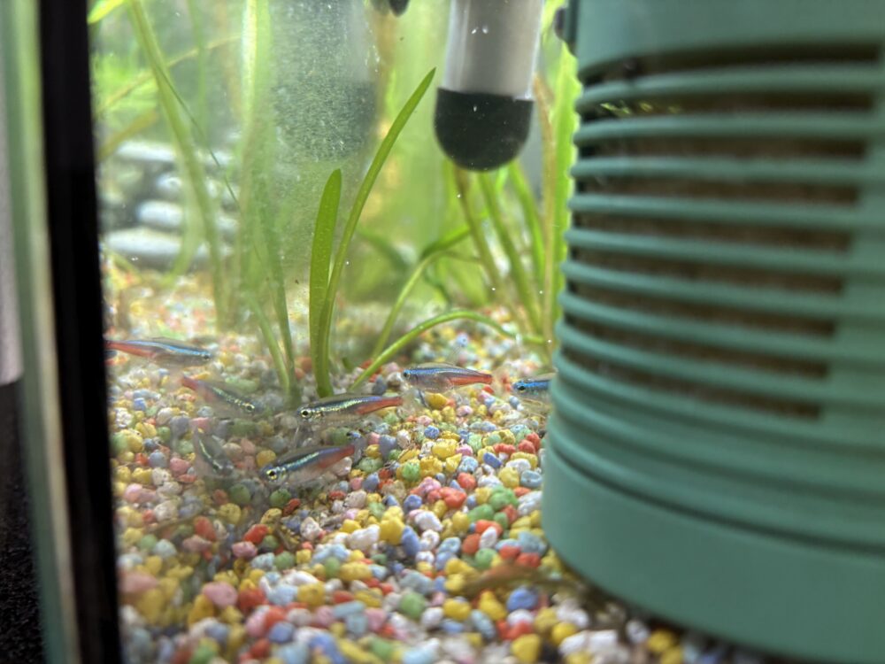 Fische in einem Aquarium