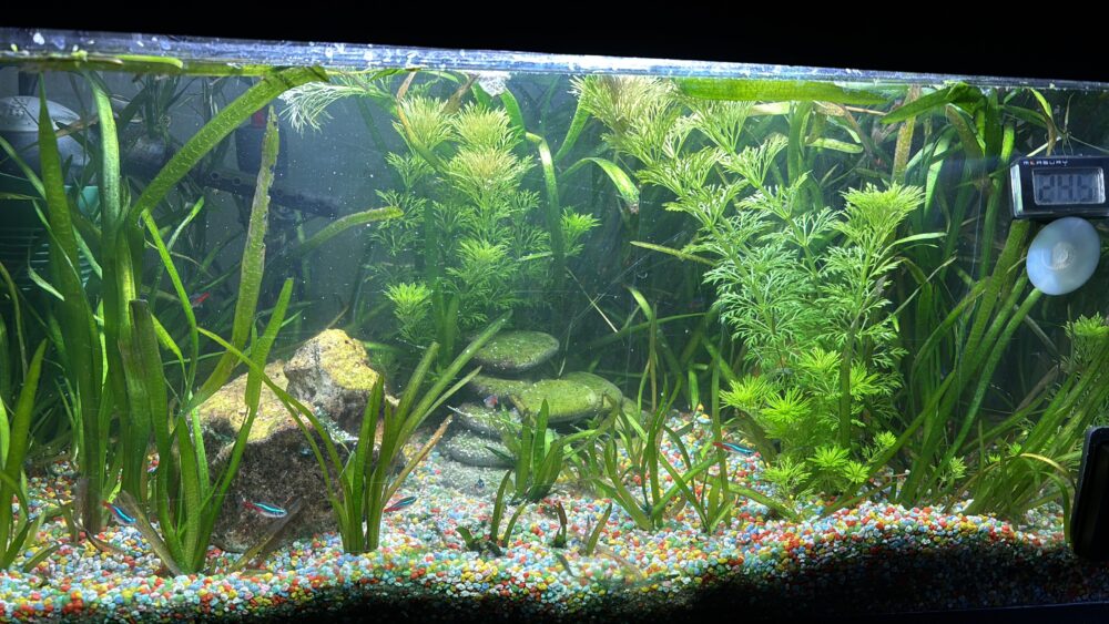 Pflanzen in einem Aquarium